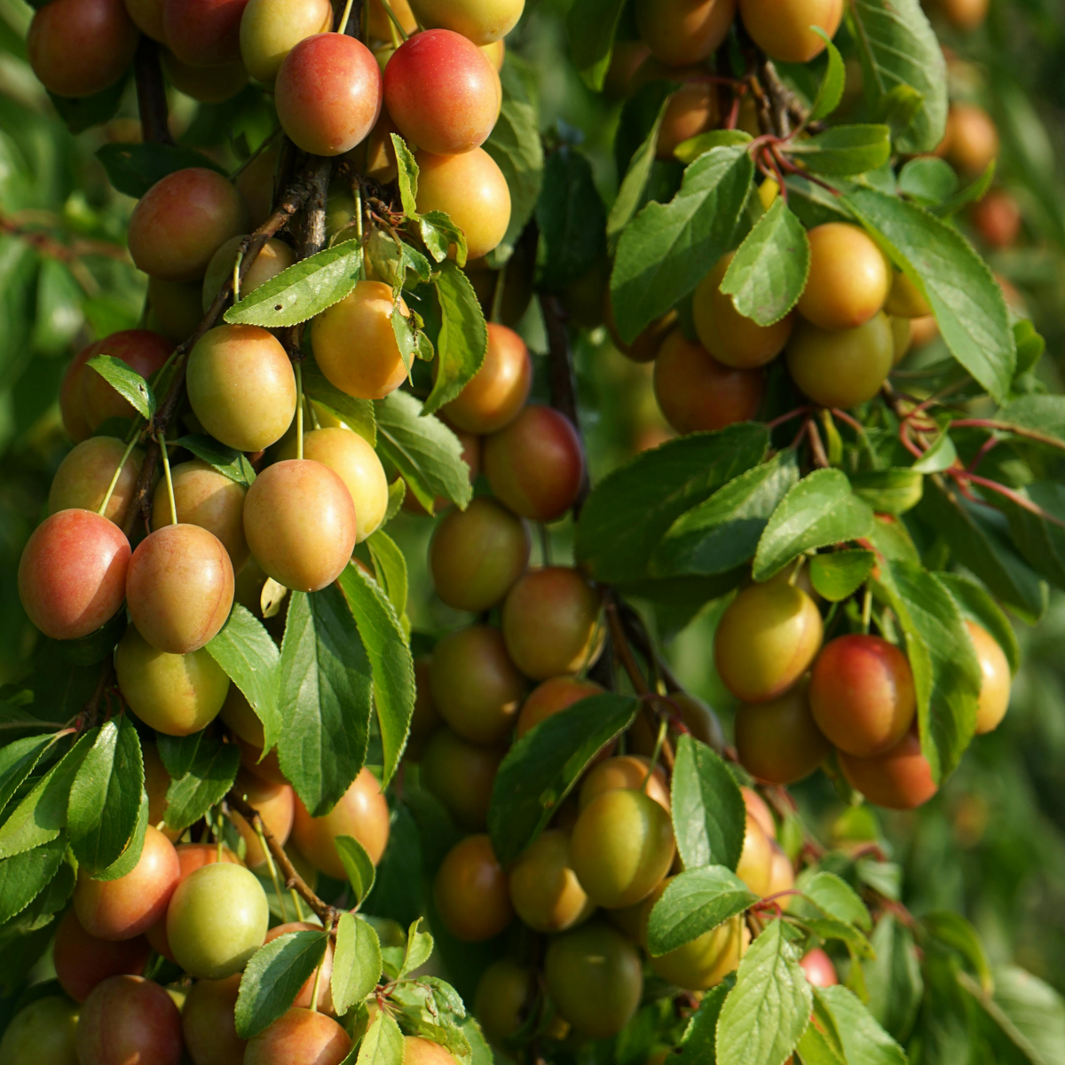 a close up of many branches holding numerous bount plums growing on a bounty plum tree in an outdoor setting