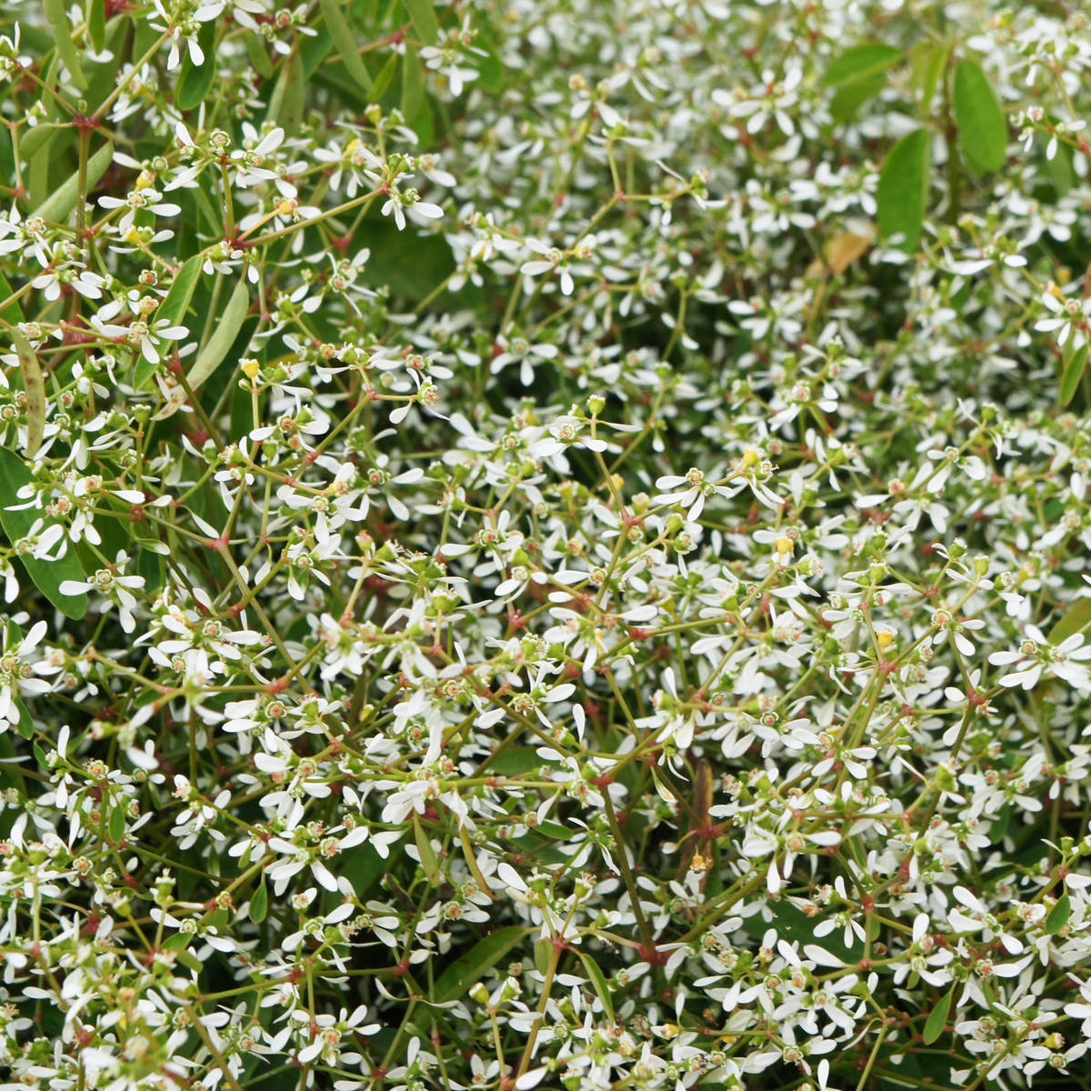 many bright white thin petaled breathless blush euphorbia flowers amongst green stems and leaves filling the entire screen