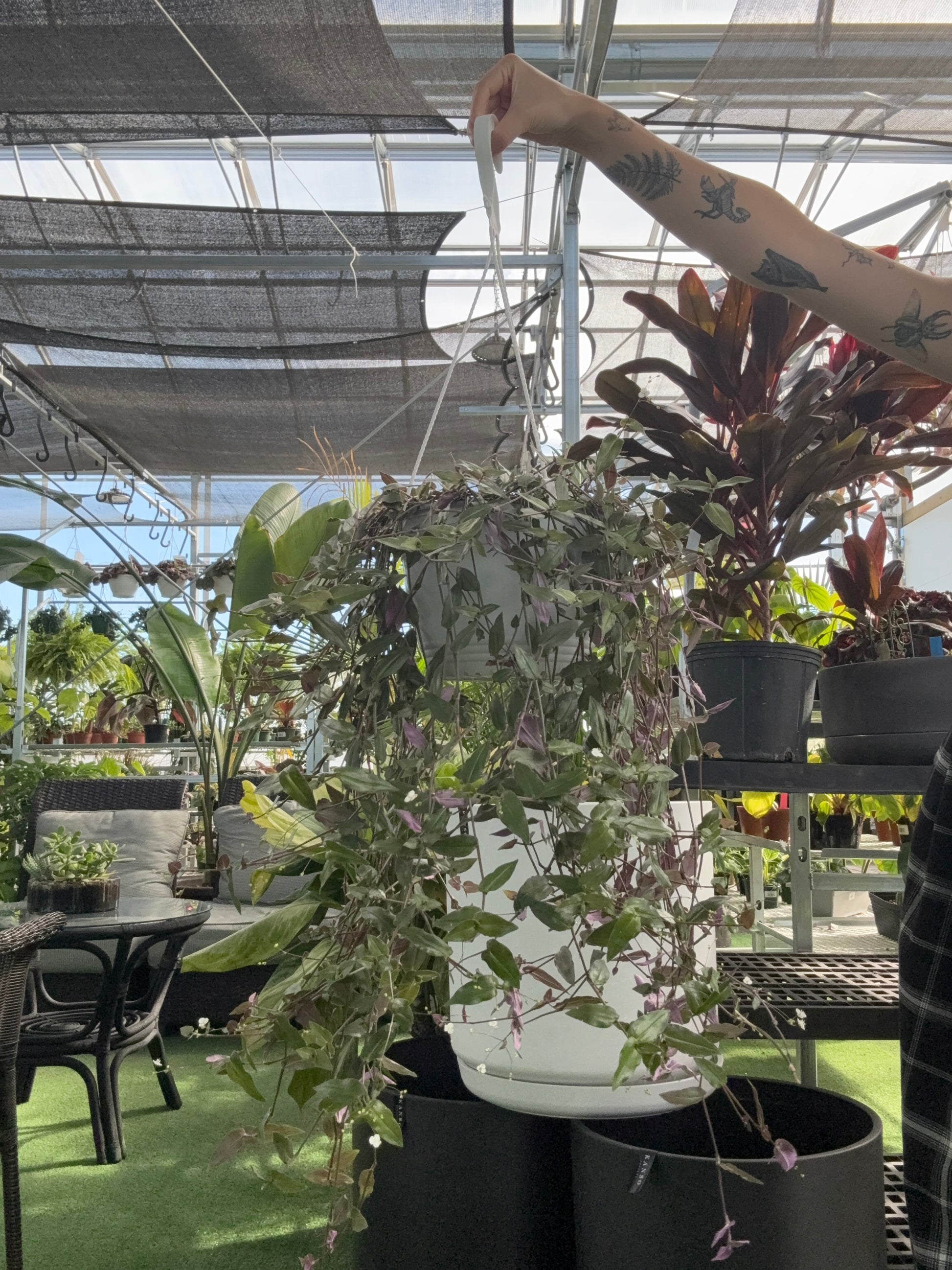 a person holding a potted Bridal Veil 'Tahitian' plant in a hanging basket in a greenhouse setting