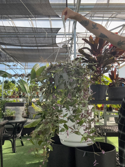 a person holding a potted Bridal Veil 'Tahitian' plant in a hanging basket in a greenhouse setting
