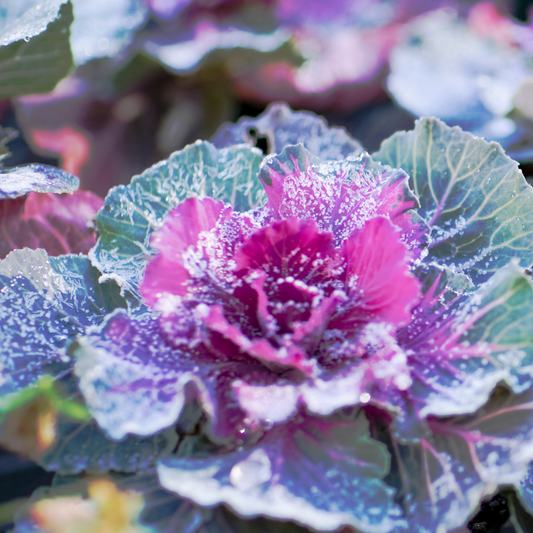 Close-up of ornamental bright early red flowering kale leaves with a vivid pink-purple center and green-blue outer ruffled leaves, all lightly dusted with frost.