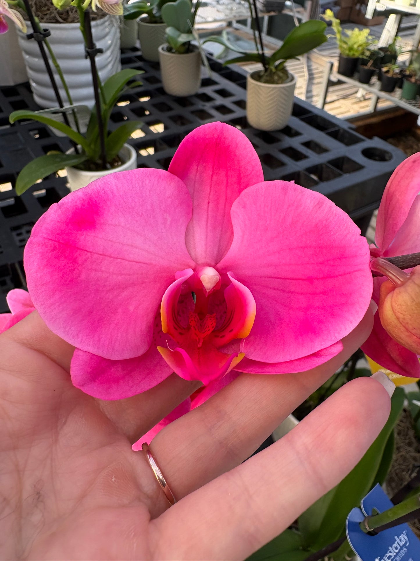 Pink orchid held by a hand with blurred background