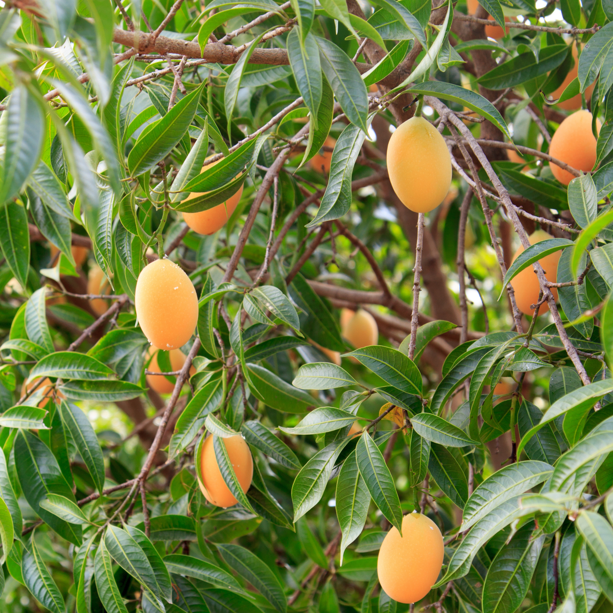 a close up of a brookgold plum tree with bright green thin leaves and a few pale orange bulbs brook gold plums in an outdoor setting