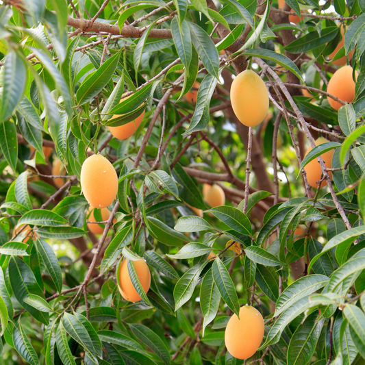 a close up of a brookgold plum tree with bright green thin leaves and a few pale orange bulbs brook gold plums in an outdoor setting