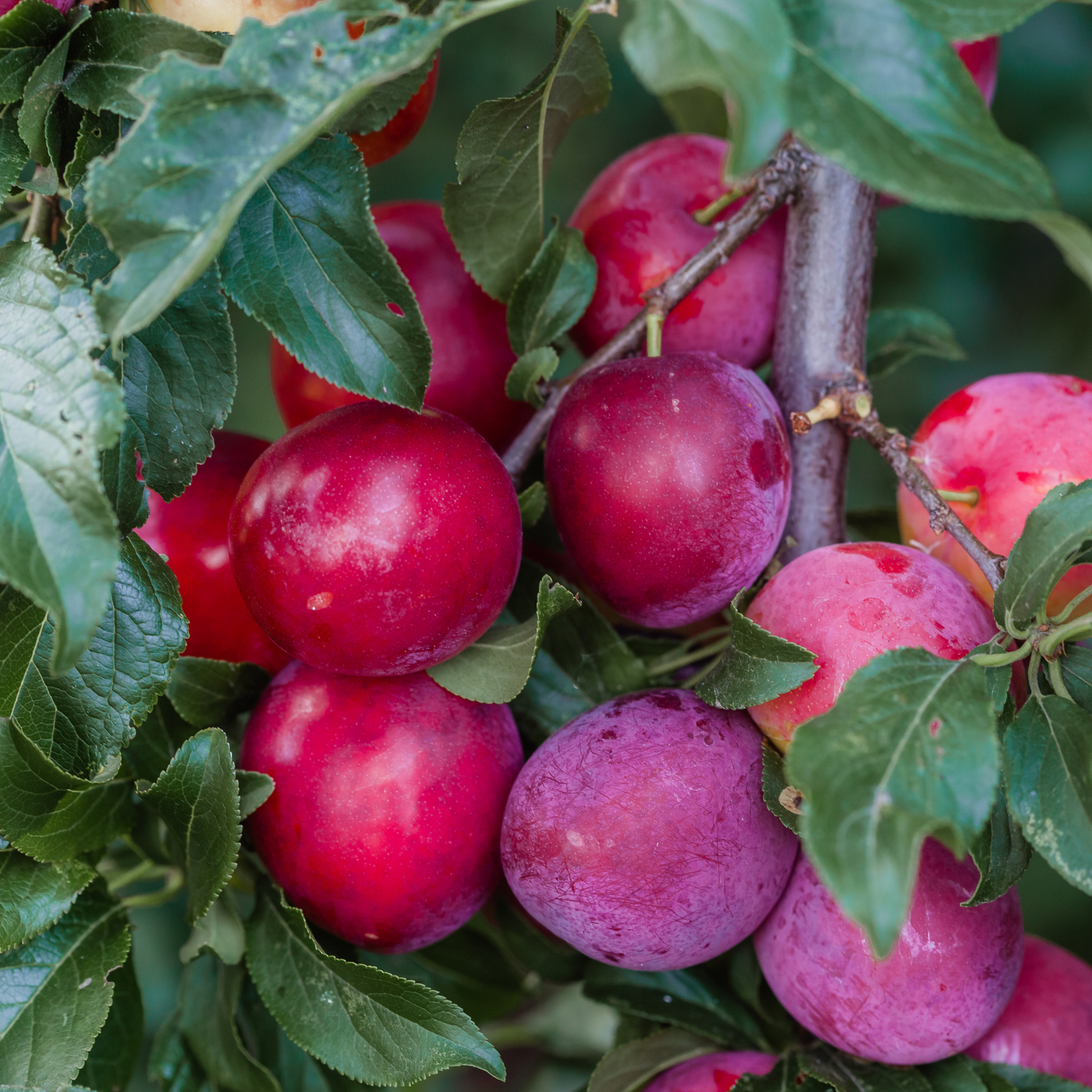 a close up of many bright red brokered plum fruits attached to a leafy tree in an outdoor setting