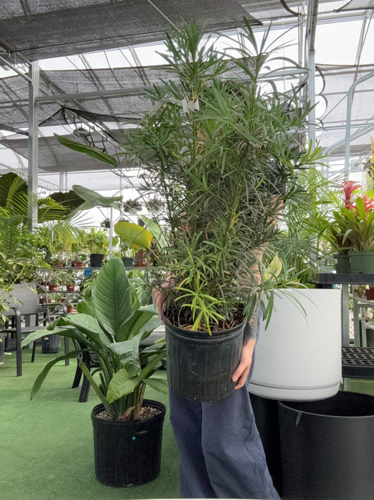 person holding a potted Buddhist Pine plant in a greenhouse setting