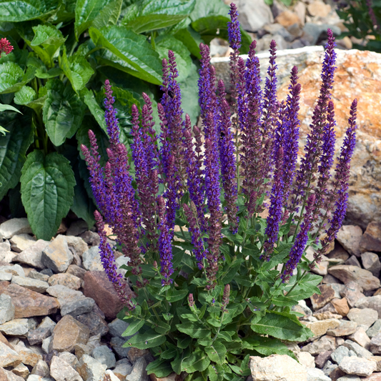 a purple bumble berry salvia plant in the rocks of an outdoor garden setting