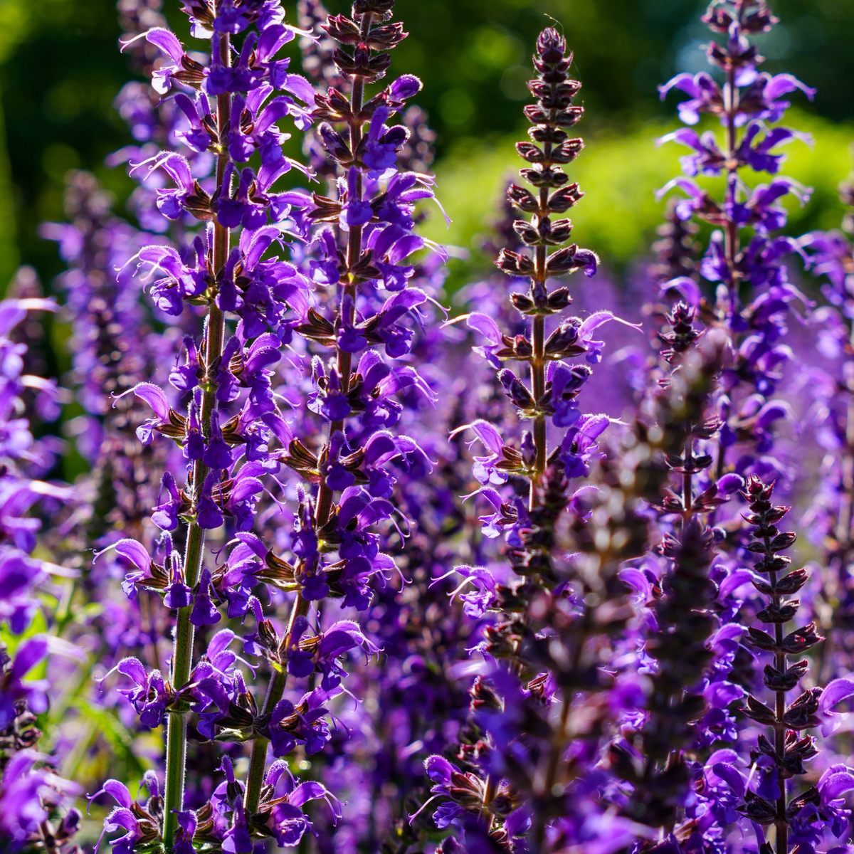 many bright purple bumbleblue salvia flowering stocks in an outdoor garden setting