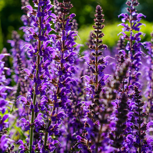 many bright purple bumbleblue salvia flowering stocks in an outdoor garden setting