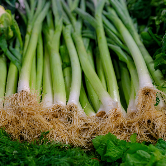 A close-up of several green bunching onions with their roots exposed, arranged vertically with fresh green leaves visible around them.