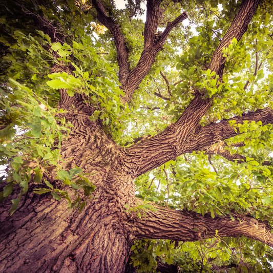 a close up from a low view point looking up at a bur oak tree with a wide trunk, thick branches and many bright green leaves in an outdoor setting