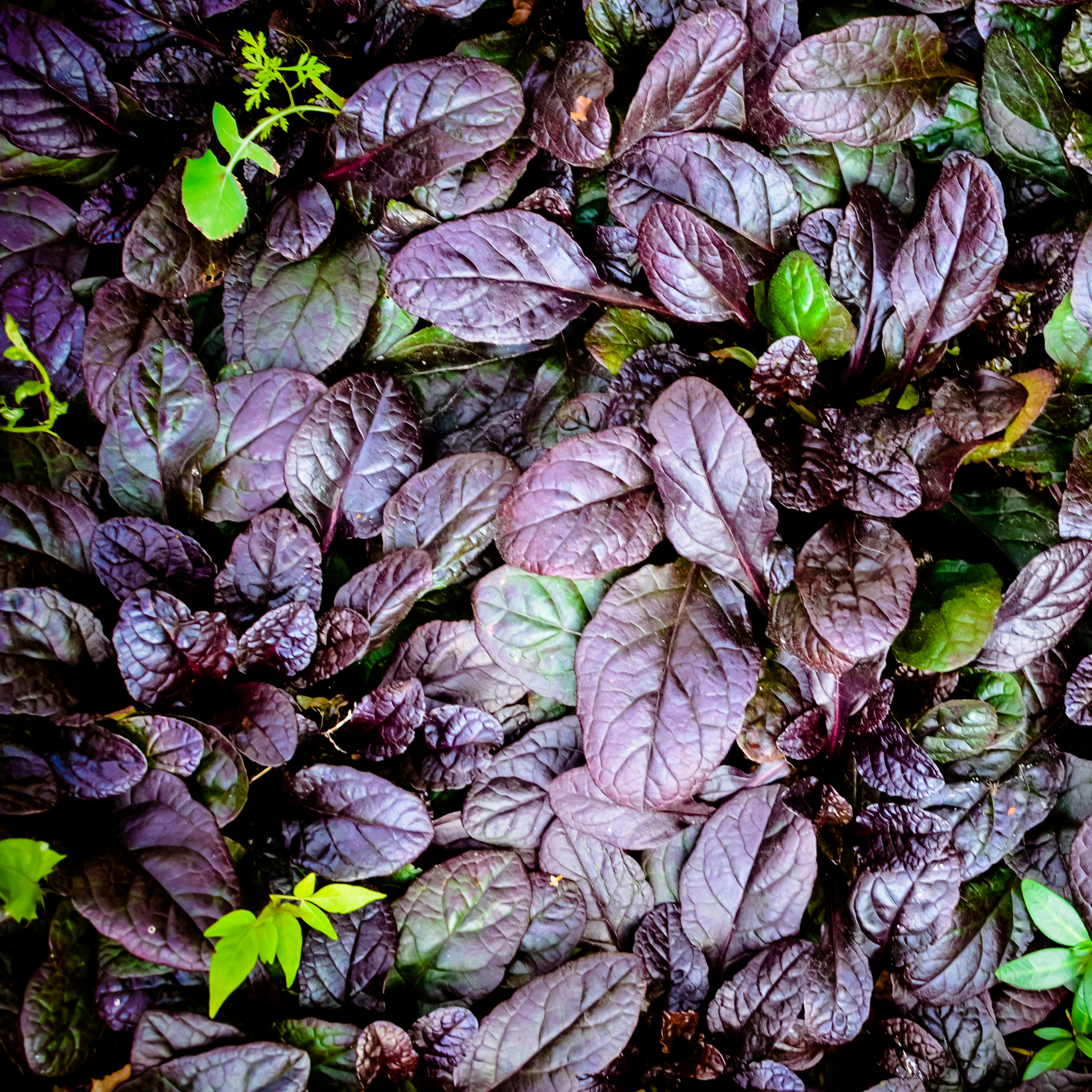 an overhead view of dark purple oval shaped leaves of burgundy glow bugleweed with a few green leaves peaking through