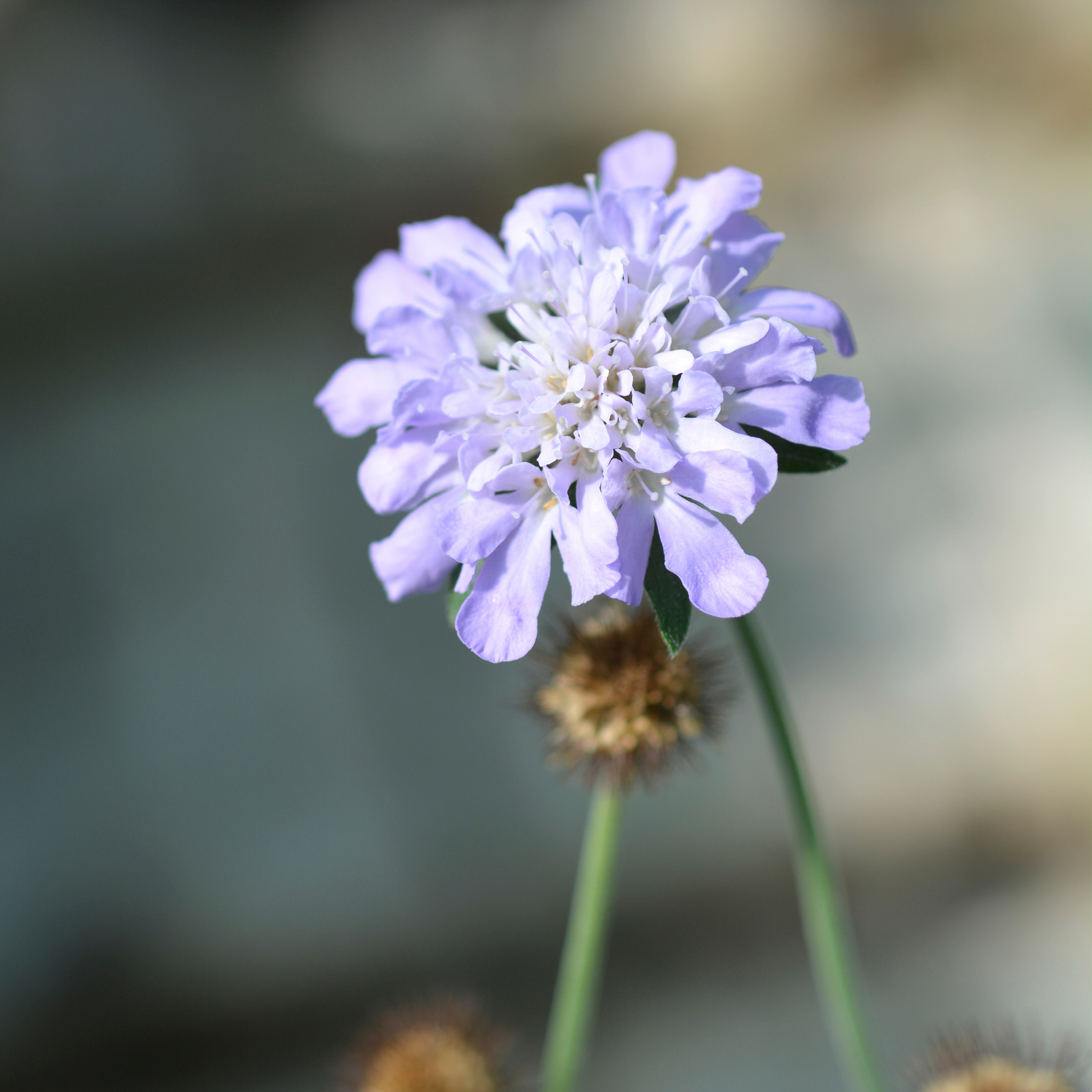 A single light purple butterfly blue pincushion flower with layered petals and a green stem, photographed close up against a softly blurred outdoor background.