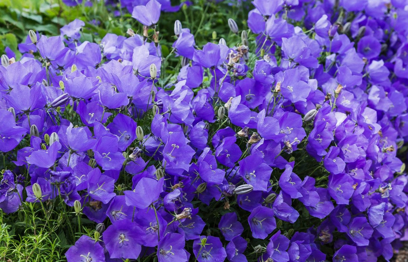 Campanule bleu foncé nacré