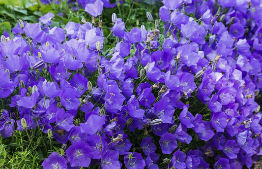 Campanule bleu foncé nacré