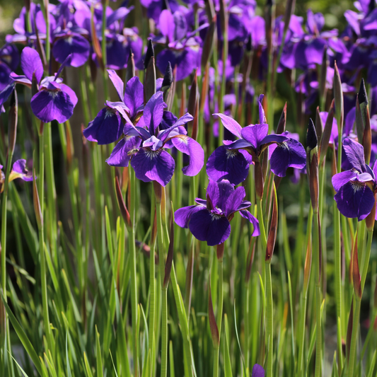 a close up of many bright purple caesars brother Siberian iris flowers with long green stems in an outdoor garden setting