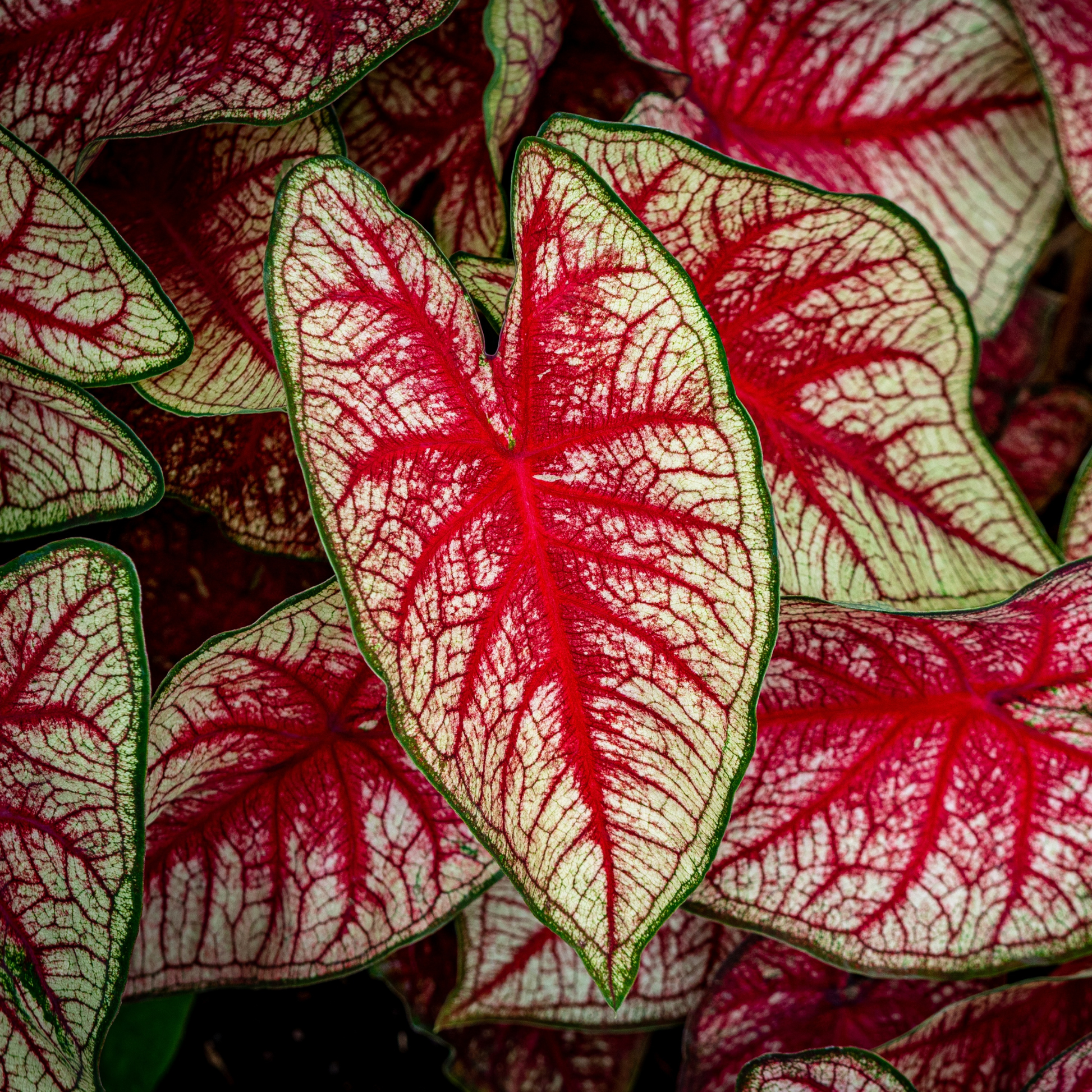 a close up of many red white and green caladium leaves in an arrow shape filling the entire screen