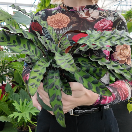 Person wearing a floral-patterned shirt holding a potted Calathea Lancifolia (Rattlesnake Plant) with deep green and light green patterned leaves with burgundy red undersides  in a greenhouse setting