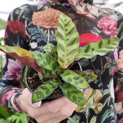 Person holding a potted Calathea Lancifolia (Rattlesnake Plant) with deep green and light green leaves with a burgundy underside with a floral patterned sleeve