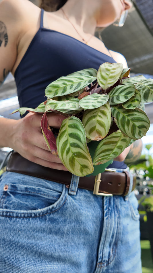A person holding a potted calathea in a greenhouse setting