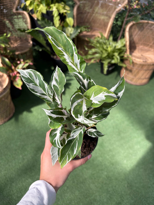 Hand holding a potted Calathea Fusion White plant with variegated leaves on a green surface