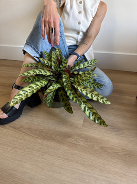 /products/calathea-lancifolia-rattlesnake-plant