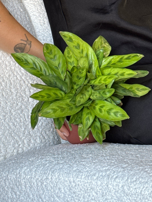 Person holding a green leafy Calathea 'Lietzei' plant in a nursery pot with a white background