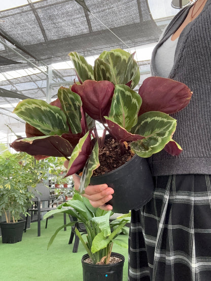 Person holding a potted Calathea Medallion plant in a greenhouse setting