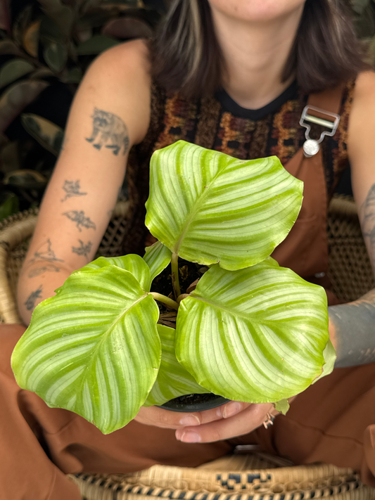 Person holding a potted Calathea Orbifolia plant with large green leaves with white veining sitting on a wicker chair with plants in the blurred background