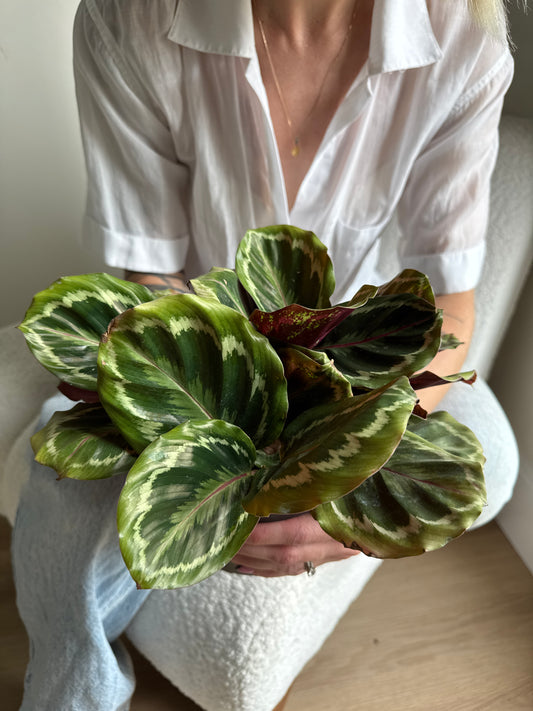 Person holding a leafy green Calathea 'Roseopicta' plant with a blurred background