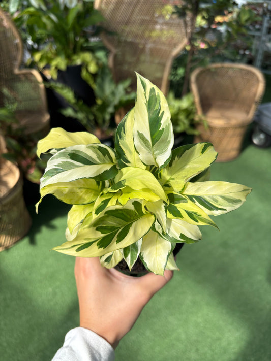 Hand holding a potted Calathea Thai Beauty plant with green and white leaves against a blurred background