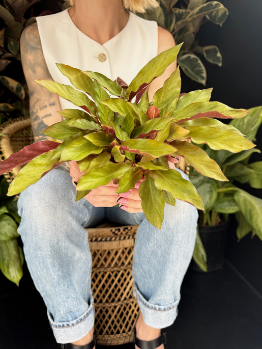 Person holding a potted Calathea rufibarba plant with light green and red leaves sitting on a wicker chair with a dark background and greenery in the back