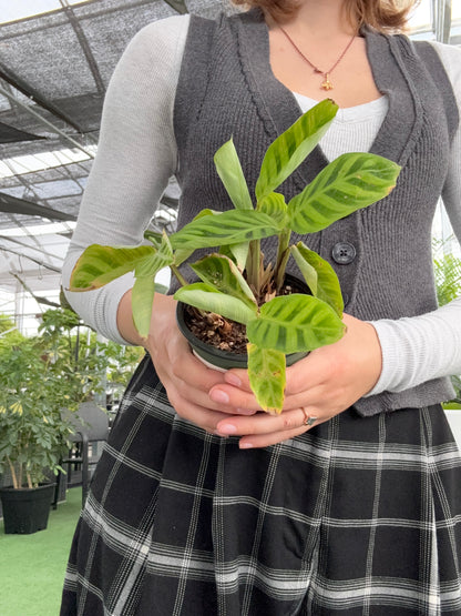 Person holding a potted Calathea zebrina plant with a blurred background