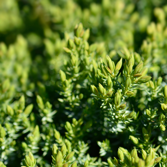 a close up of bright green Calgary garpet juniper with a blurry background