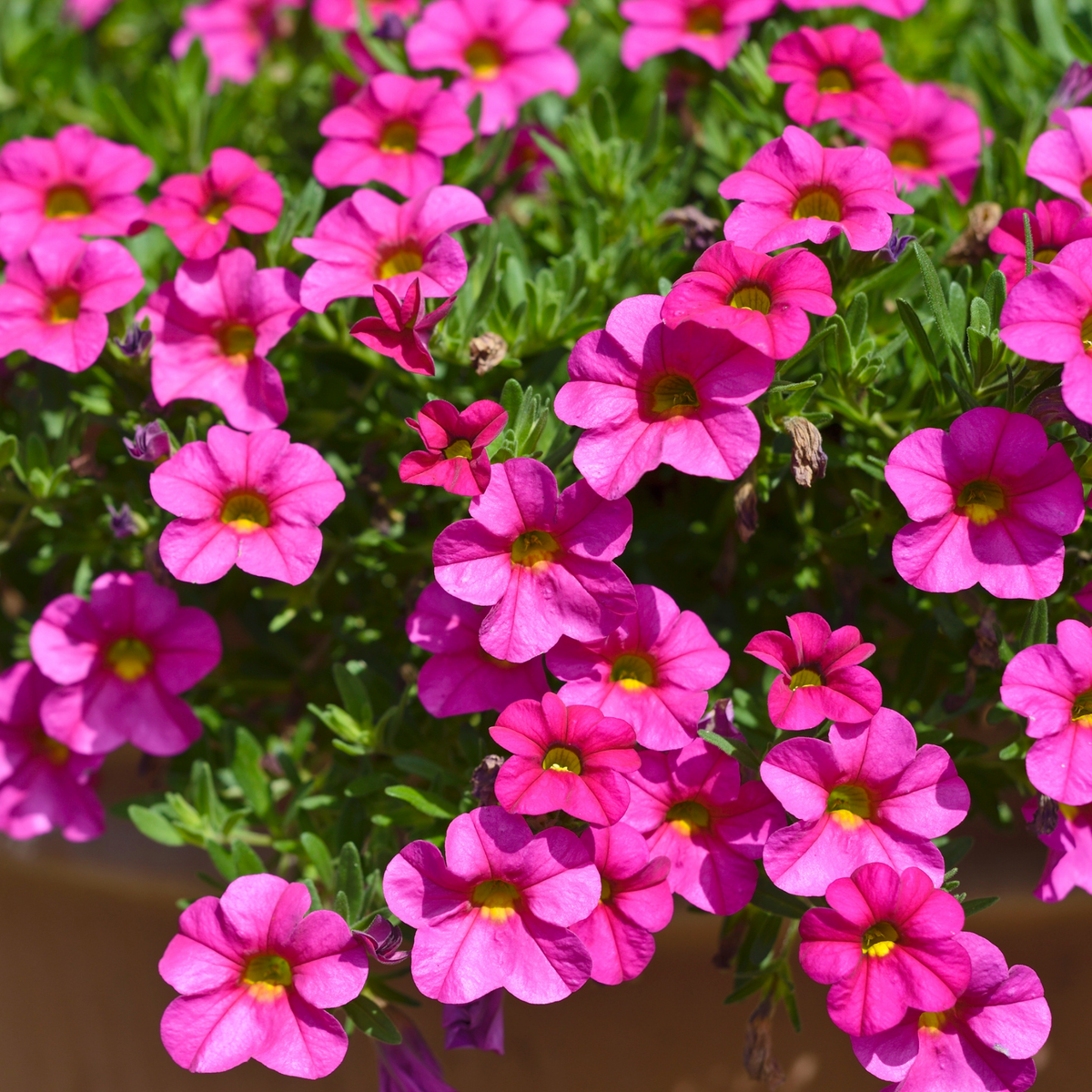many bright pink calibrachoa aloha nano pink lowers with yellow centres surrounded by bright green leaves in an outdoor setting