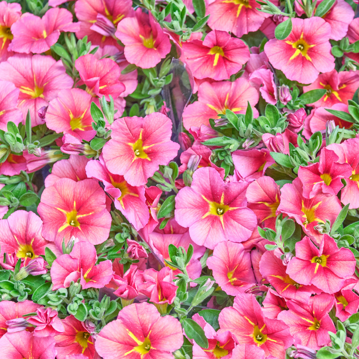 a close up of countless pale pink calibrachoa mini famous uno pink starfruit flowers with bright yellow centres surrounded by bright green leaves in an outdoor setting