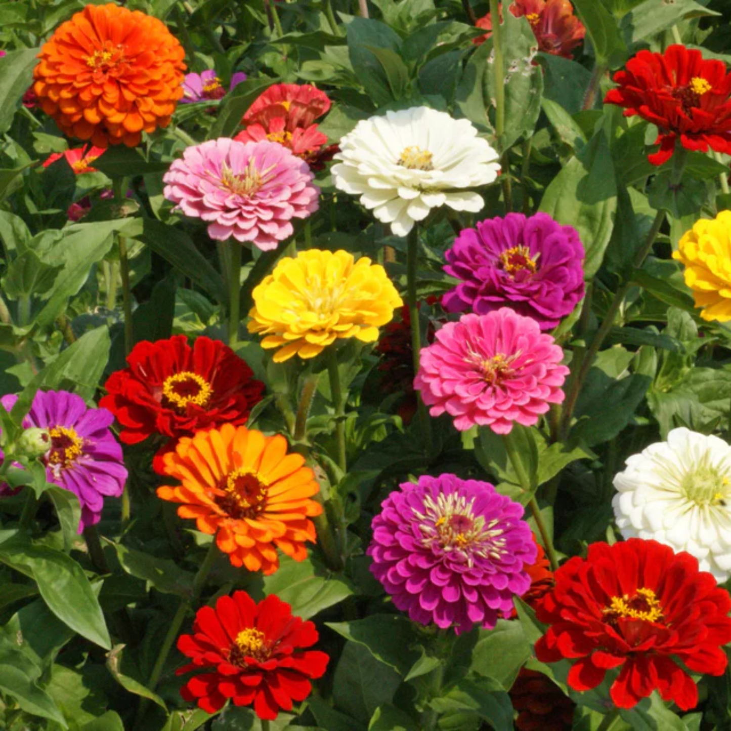 a field of brightly coloured California giant zinnias