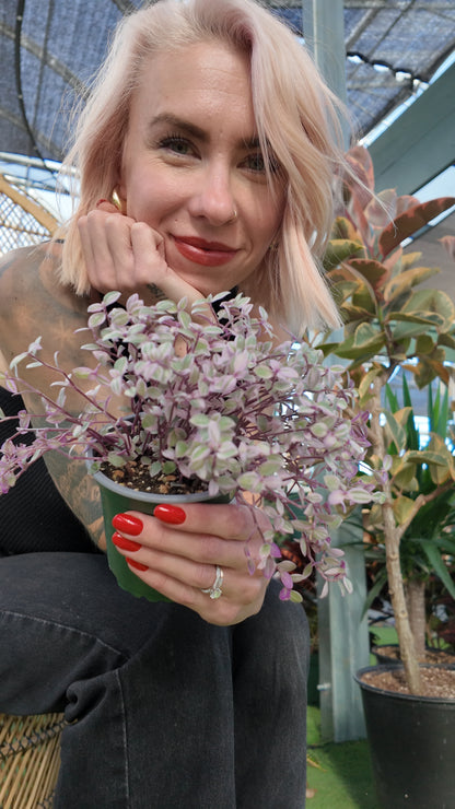 Person holding a small potted Callisia 'Pink Lady' plant in an indoor setting with plants around
