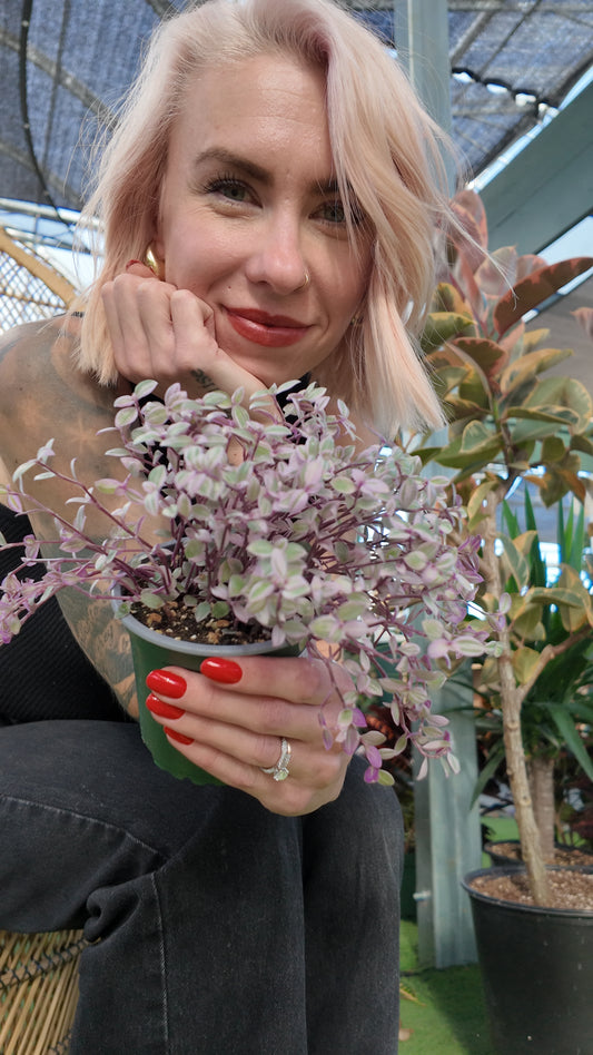 Person holding a small potted Callisia 'Pink Lady' plant in an indoor setting with plants around