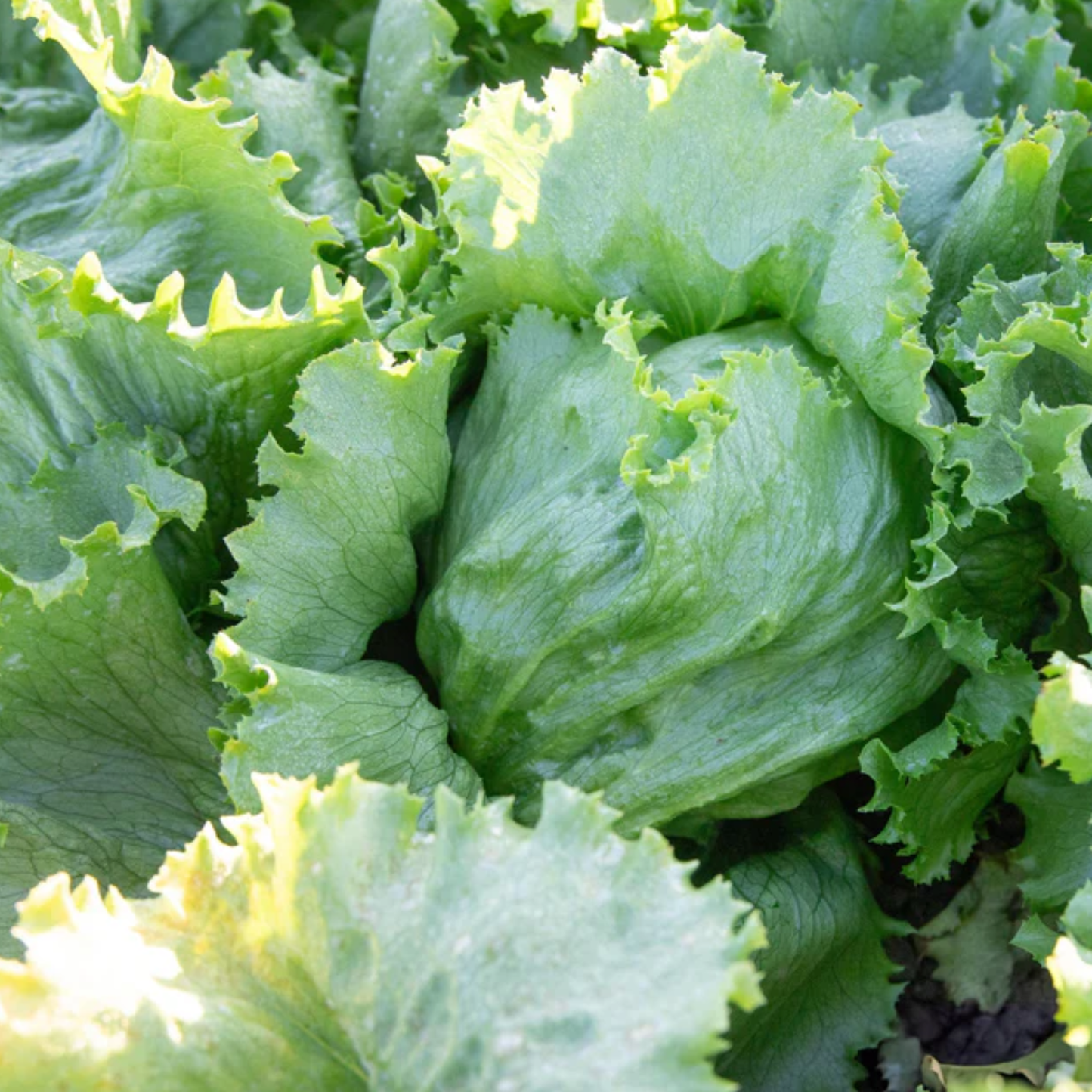 a close up of pale green Calmar lettuce