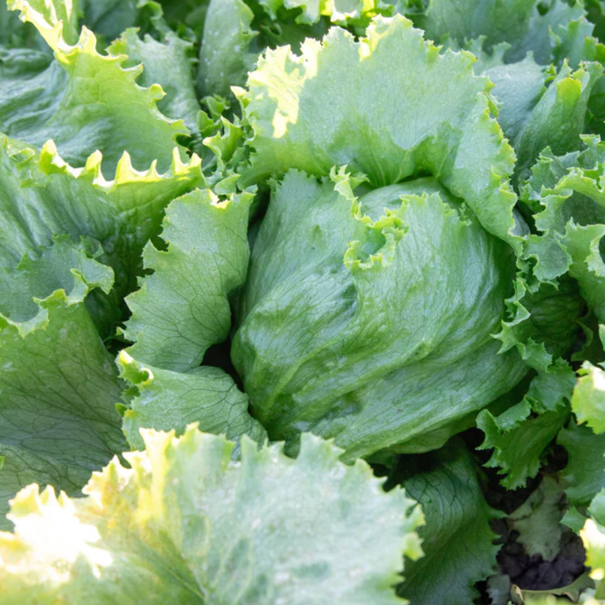 a close up of pale green Calmar lettuce