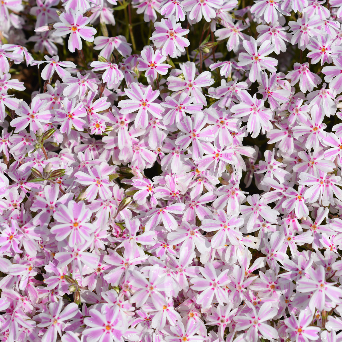 many pale pink and white candy stripe creeping phlox acting as a ground cover