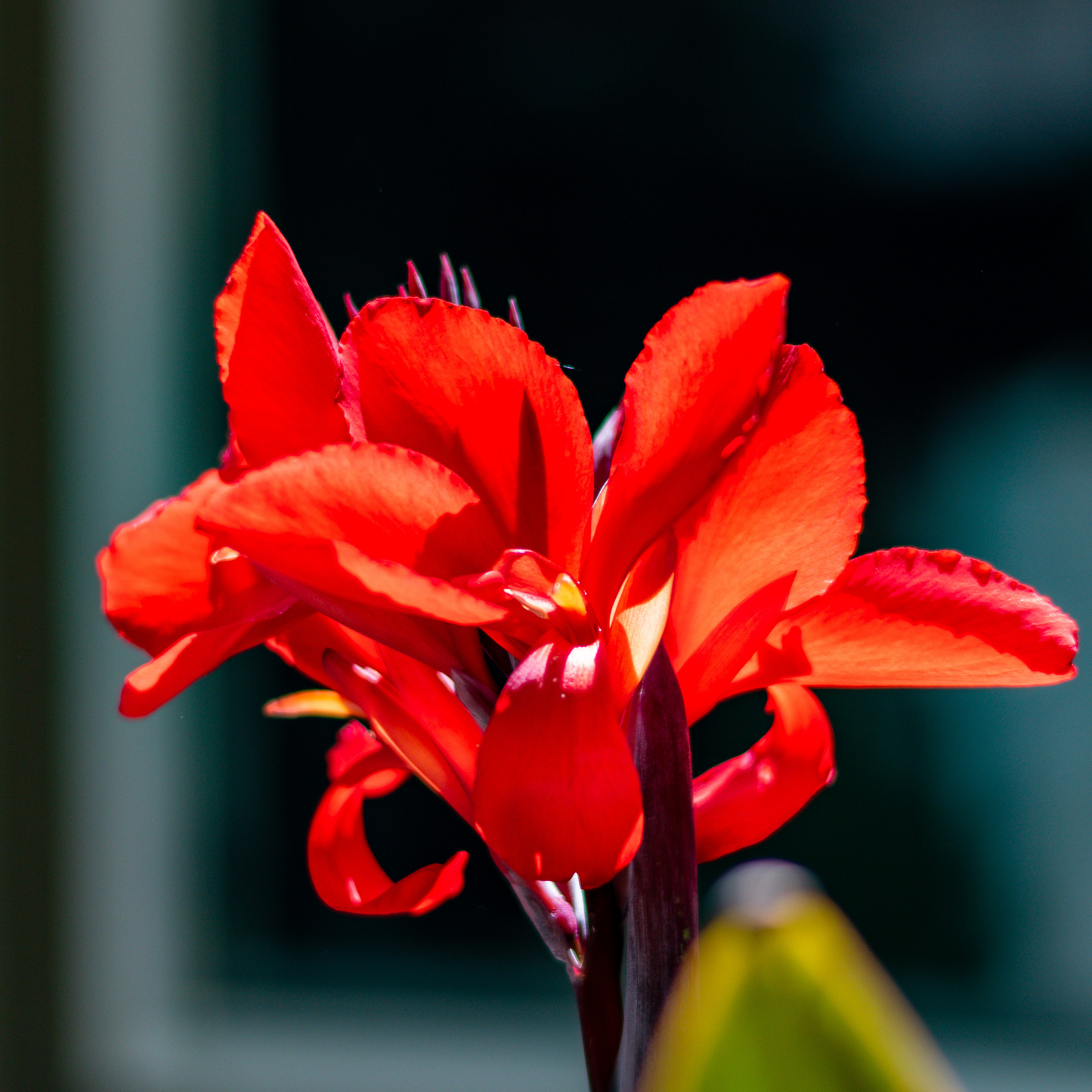 a bright reddish orange cannova bronze scarlet canna lily flower with a blurred black background