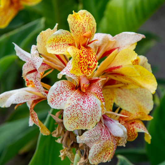 brightly coloured speckled flowers of the cannova gold leopard canna lily plant with a green background