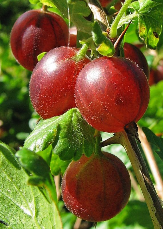 Captivator Gooseberry