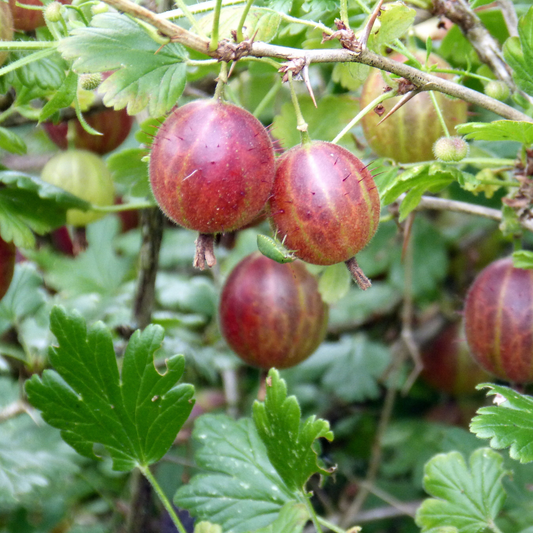 Red ripe captivator gooseberries hanging from a bush with green leaves in a garden setting.