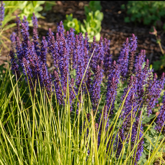 Purple caradonna salvia flowers flowering with long narrow green leaves growing in a garden bed.