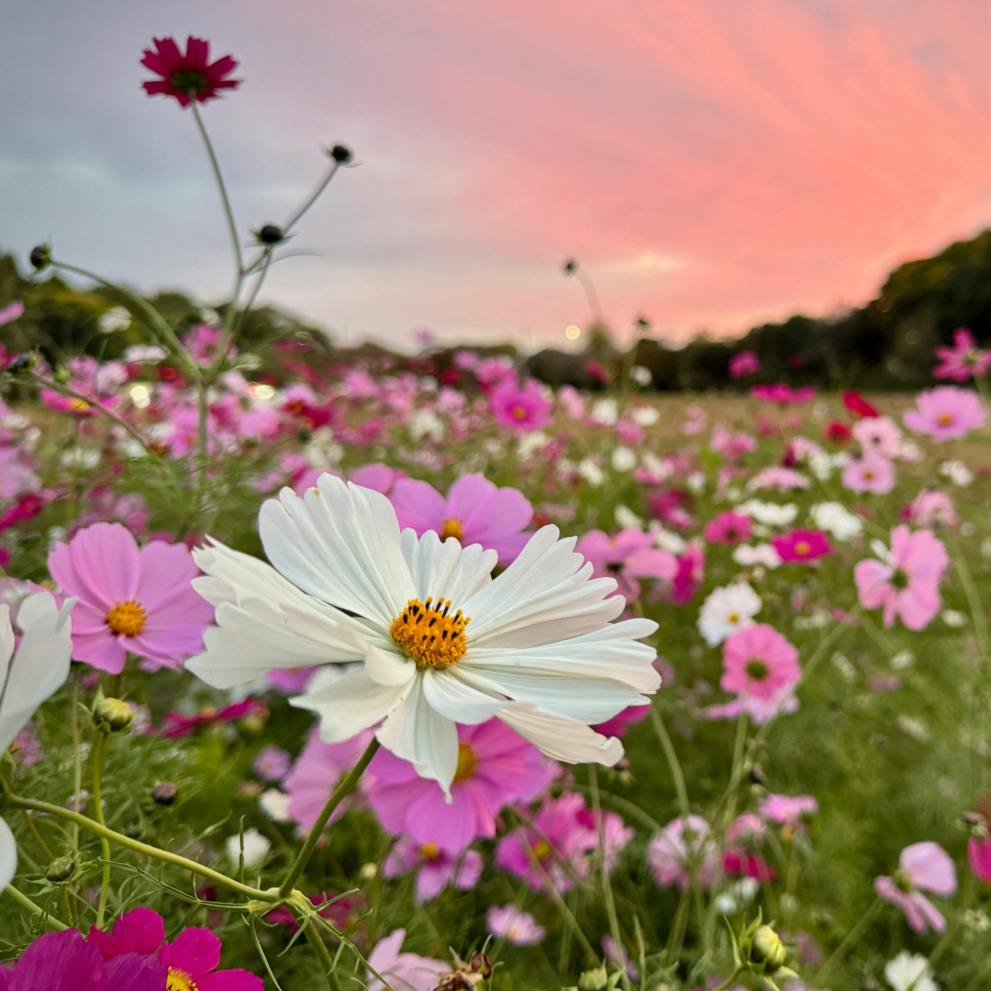 many white, pink, and dark pink Casanova mix cosmos with yellow centres in a meadow setting with a sunset background