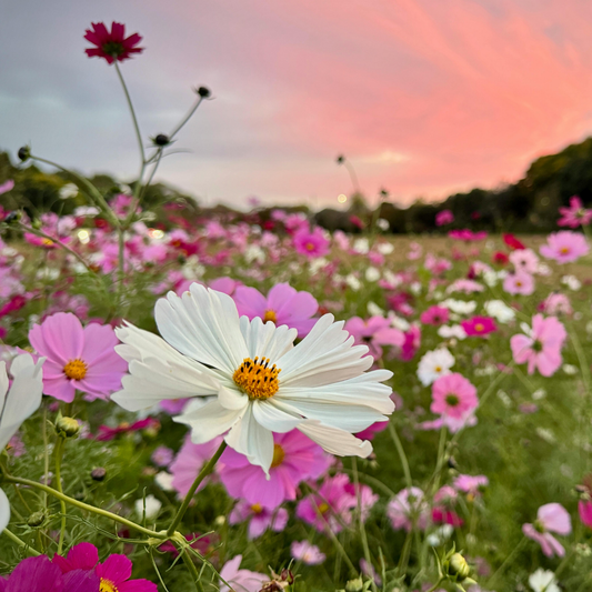 many white, pink, and dark pink Casanova mix cosmos with yellow centres in a meadow setting with a sunset background