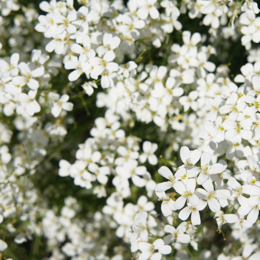 a close up of many bright white catwalk white wall cress flowers surrounded by greenery